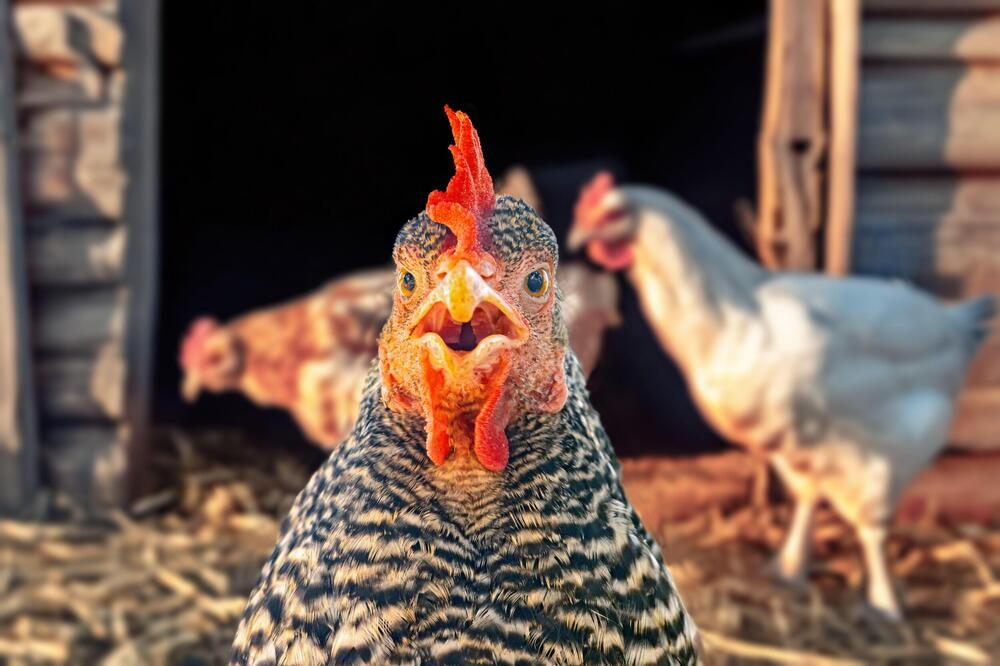 DA LI JE STARIJA KOKOŠKA ILI JAJE Konačno je otkriveno, naučnici su rekli svoje: Odgovor će vas ostaviti bez teksta