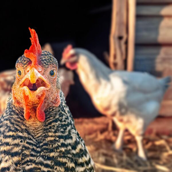 ŠTA RADI KOKOŠKA KAD JOJ JE DOSADNO? Srbi ne mogu da prestanu da pričaju o ovom vicu o kokoški - URNEBESNO SMEŠNO