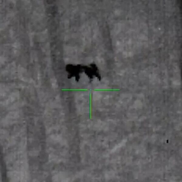 Šta je ovo prošlo pored mene? Snimak iz šume digao čitav region na noge - silueta podseća na... (VIDEO)