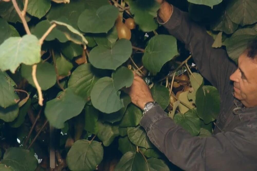 Milan ubere preko 100 kila ovog egzotično voća u podnožju planine Tare! Zbog promene klime, masovno rađa u Srbiji