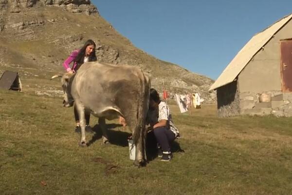 Plaste, kose, namiruju, muzu iako su deca i ništa im nije teško: Ovako na planini gorštački živi 5 malih Šišovića
