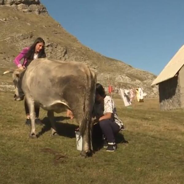 Plaste, kose, namiruju, muzu iako su deca i ništa im nije teško: Ovako na planini gorštački živi 5 malih Šišovića