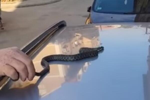 Pogledajte kakvu je zmijurinu ulovio Vladica Zmijolovac: Zavukla se u zgradu, preplašila stanare, šištala kao ZVER!