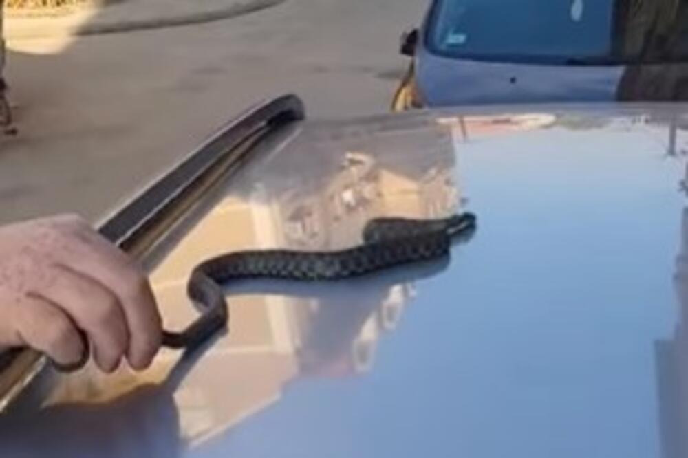 Pogledajte kakvu je zmijurinu ulovio Vladica Zmijolovac: Zavukla se u zgradu, preplašila stanare, šištala kao ZVER!