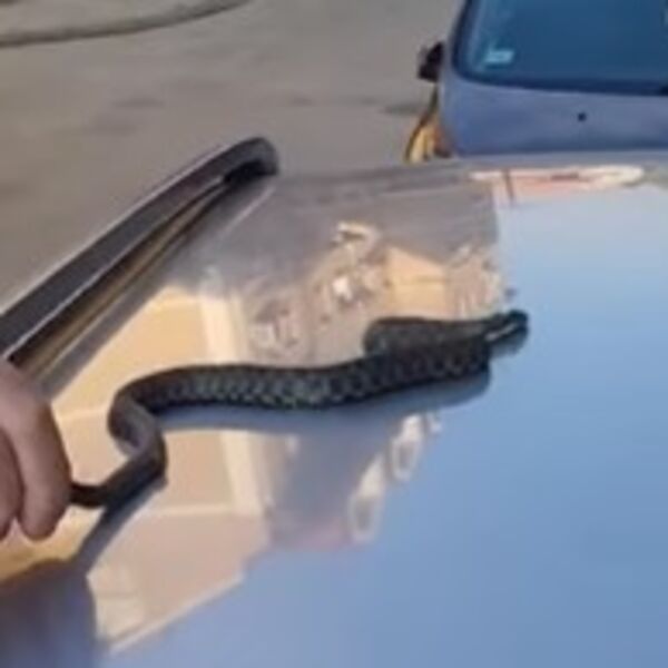 Pogledajte kakvu je zmijurinu ulovio Vladica Zmijolovac: Zavukla se u zgradu, preplašila stanare, šištala kao ZVER!