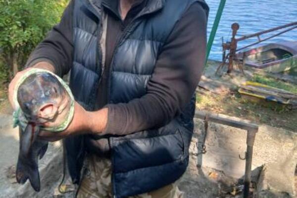 RIBA MUTANT ULOVLJENA NA DUNAVU, SVI U ČUDU! Glava toliko deformisana da niko ne zna šta je!