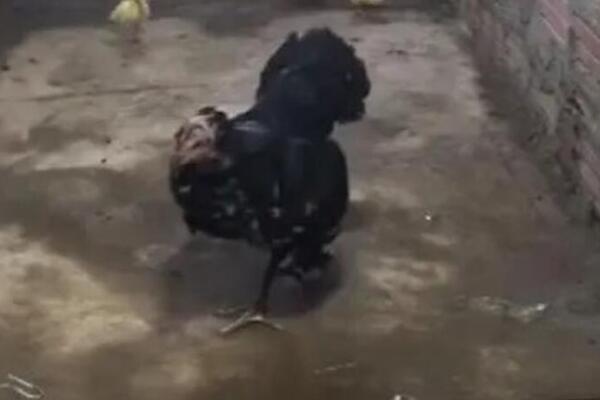 KRALJEVSKA KOBRA NAPALA PILIĆE, A KOKOŠKA POČELA DA IH BRANI: Ljudi par puta vraćaju ovaj snimak i ne veruju! VIDEO