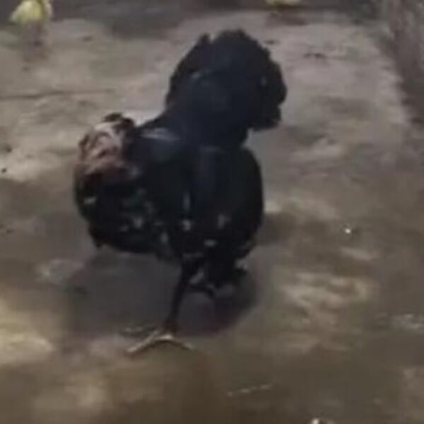 KRALJEVSKA KOBRA NAPALA PILIĆE, A KOKOŠKA POČELA DA IH BRANI: Ljudi par puta vraćaju ovaj snimak i ne veruju! VIDEO