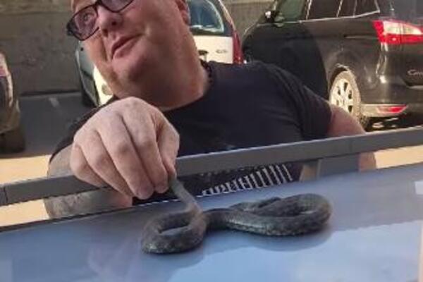 ŠIŠTI KAO LUDA, A SMRDI KAO BOLEST: Vladica ulovio najsmrdljiviju zmiju u Srbiji! Čim je prišao AUTOMOBILU... FOTO