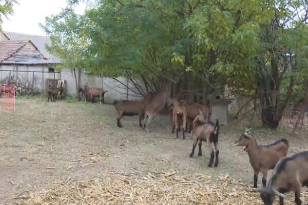 Ivana i Goran počeli sa 10 koza, danas prave 3 vrste sira: Rade ceo dan i žive svoj san, trenutno imaju jedan cilj