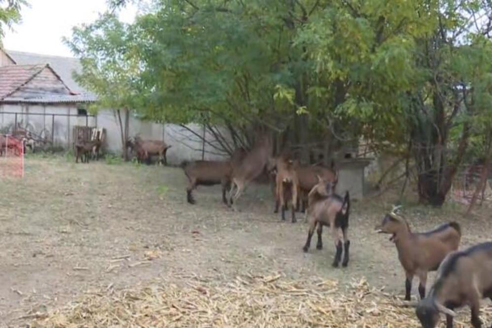 Ivana i Goran počeli sa 10 koza, danas prave 3 vrste sira: Rade ceo dan i žive svoj san, trenutno imaju jedan cilj