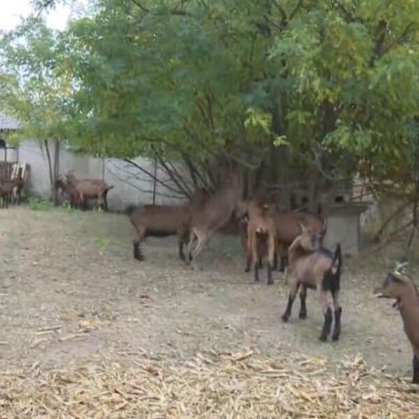 Ivana i Goran počeli sa 10 koza, danas prave 3 vrste sira: Rade ceo dan i žive svoj san, trenutno imaju jedan cilj