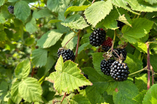 Radosavljevići uzgajaju ove dve voćke u plastenicima: Potražnja velika, prodaja im još bolja - mirni celu zimu