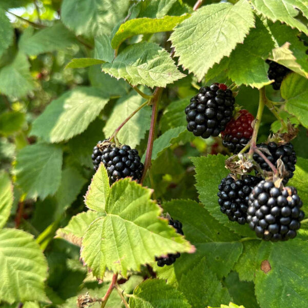 Radosavljevići uzgajaju ove dve voćke u plastenicima: Potražnja velika, prodaja im još bolja - mirni celu zimu