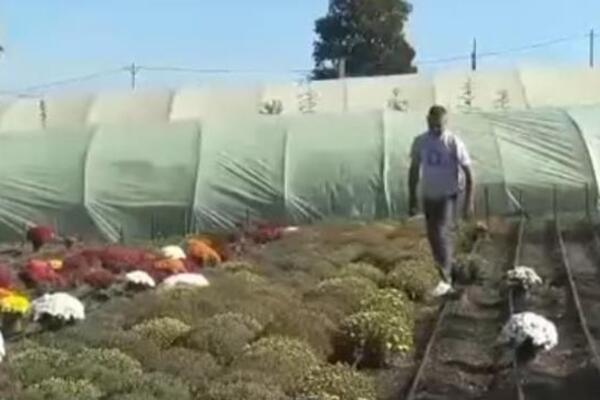 Glišići od ovog biznisa mlate pare: Ove sezone proizveli 10.000 biljaka - sve su prodali