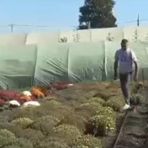 Glišići od ovog biznisa mlate pare: Ove sezone proizveli 10.000 biljaka - sve su prodali