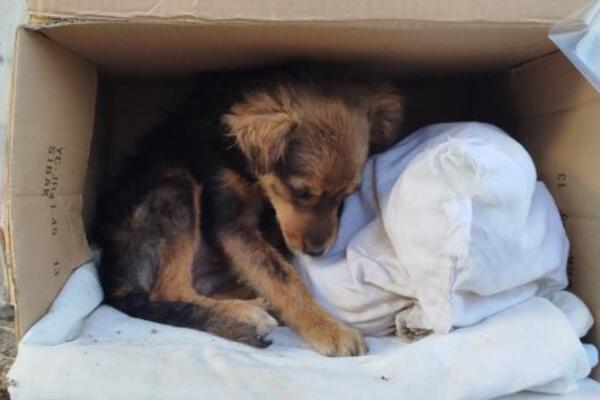 "MOLIMO VAS, POMOZITE DA NAĐE DOM" Apel iz Zajerača da se pomogne ovoj mrvici - prevoz je obezbeđen (FOTO)