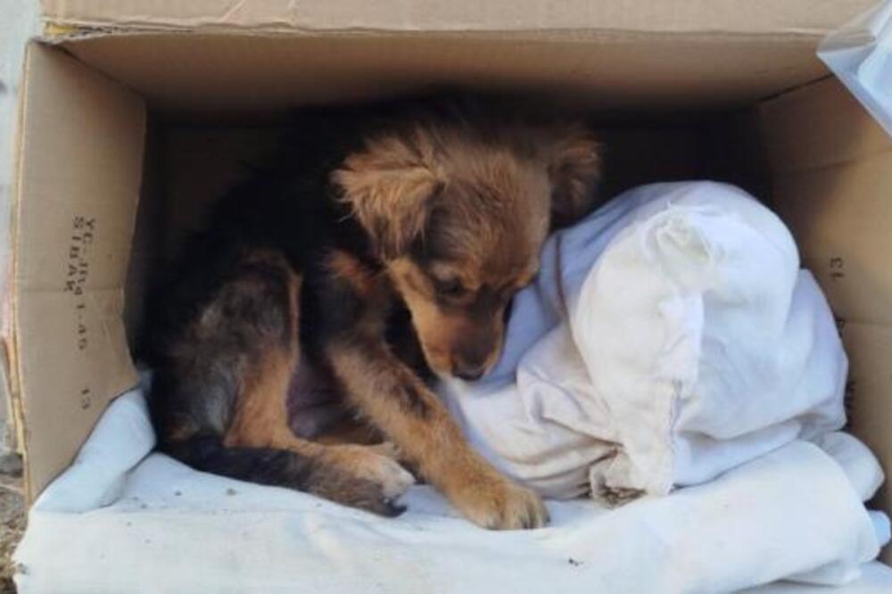 "MOLIMO VAS, POMOZITE DA NAĐE DOM" Apel iz Zajerača da se pomogne ovoj mrvici - prevoz je obezbeđen (FOTO)