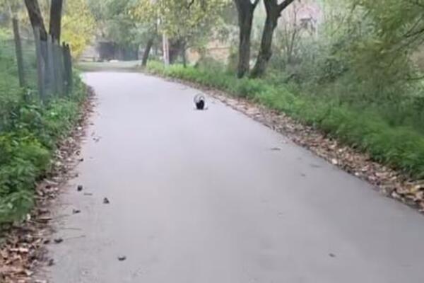 Opasna zverka šeta slobodno Valjevom! Kotrlja se kao luda, a kad napada, udara nezgodno mesto, bežite od nje VIDEO