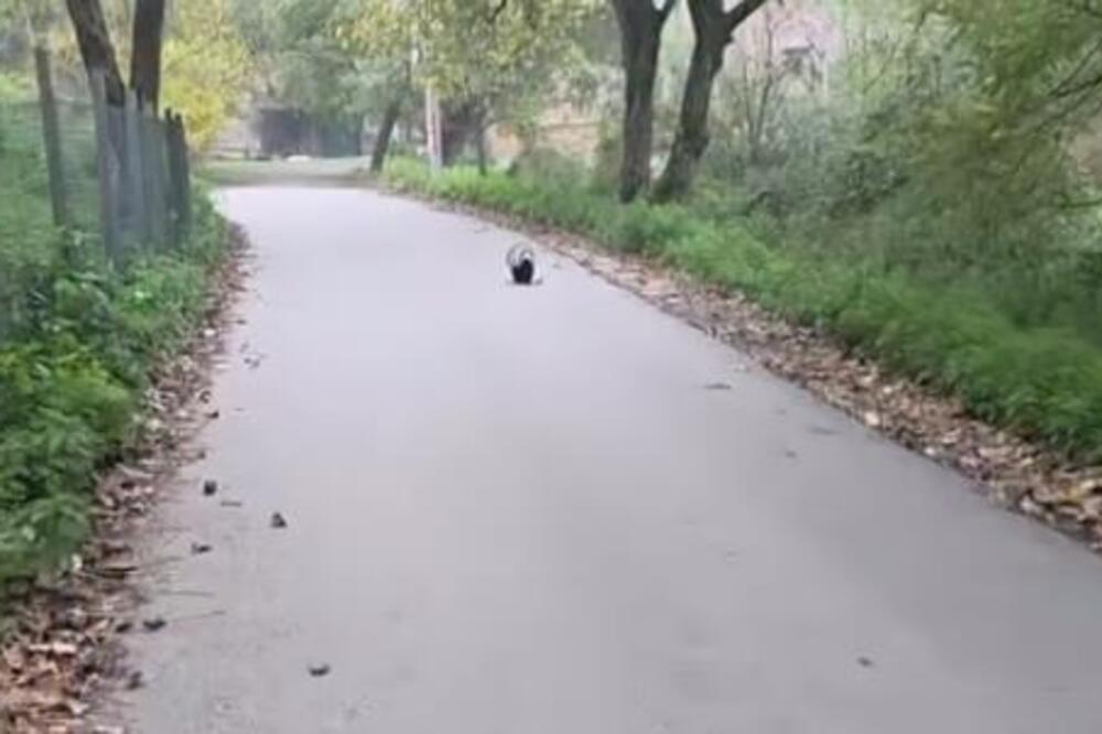 Opasna zverka šeta slobodno Valjevom! Kotrlja se kao luda, a kad napada, udara nezgodno mesto, bežite od nje VIDEO