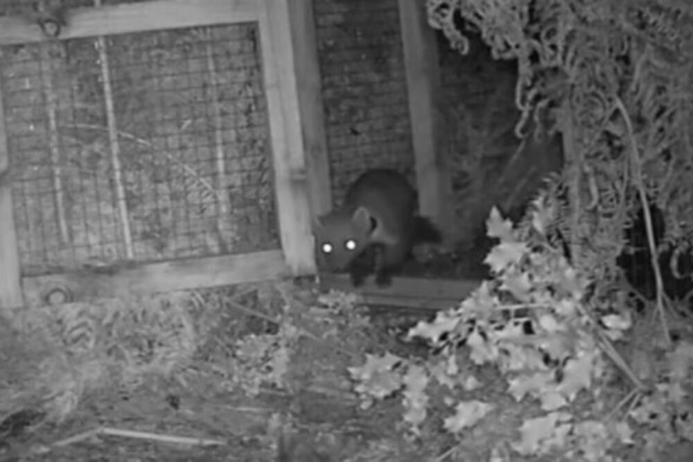 KAMERA SNIMILA ŽIVOTINJU KOJA NIJE VIĐENA 100 GODINA: Stručnjaci u strahu i neverici, ovo nije normalno uopšte!