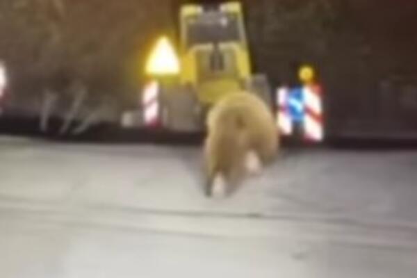 PRIZOR NADOMAK KUŠIĆA SLEDIO MEŠTANE: Ljudi žive u strahu, a sve je češća pojava! (VIDEO)