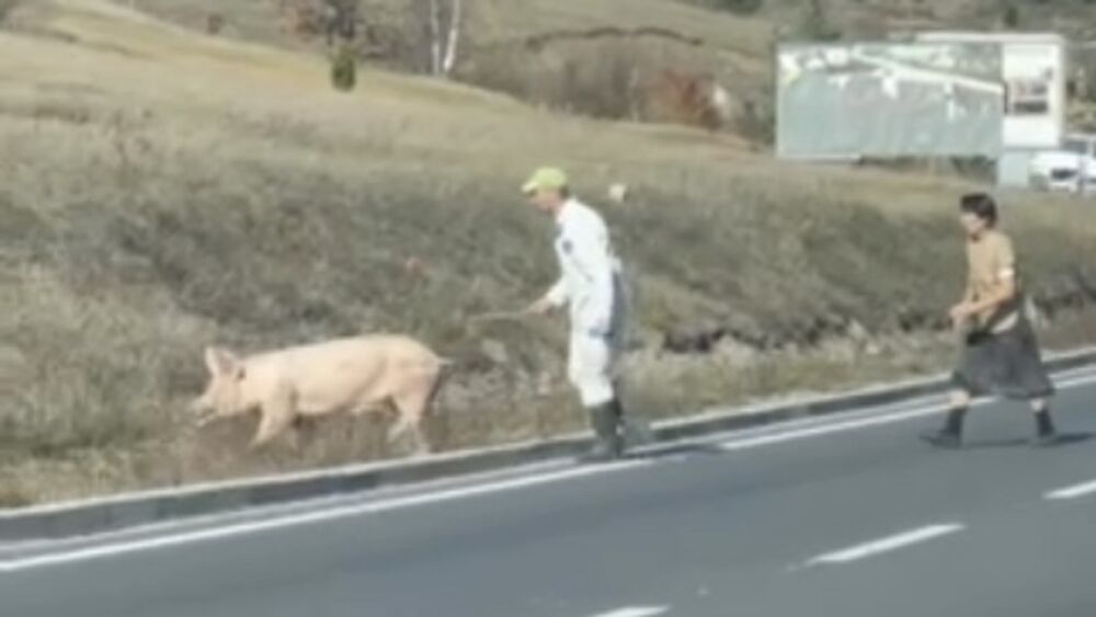 Krmača pobegla na magistralu