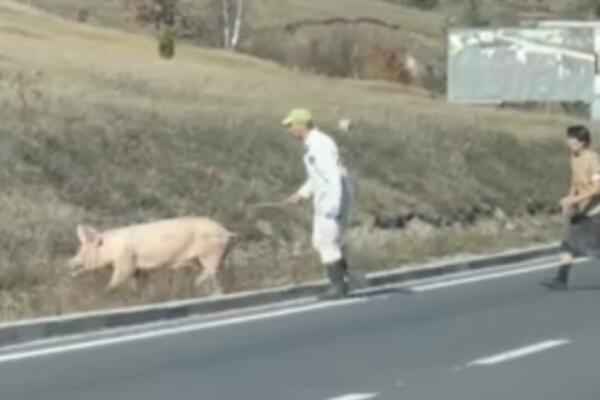 Krmača pobegla na magistralu, a vlasnik prutićem pokušava da je vrati: Vozači u neverici, hit scena kod Zlatibora