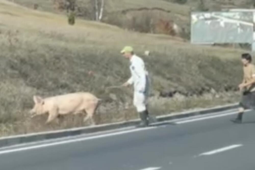 Krmača pobegla na magistralu, a vlasnik prutićem pokušava da je vrati: Vozači u neverici, hit scena kod Zlatibora