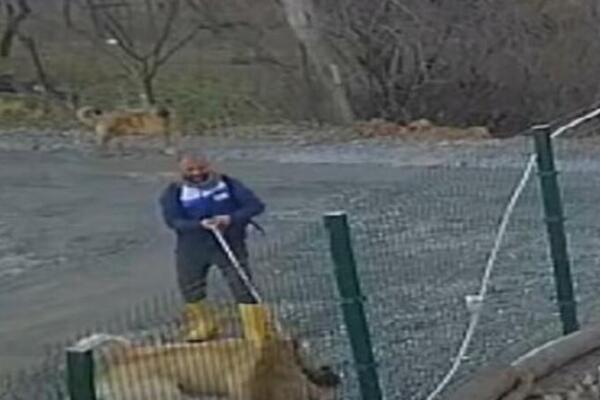 PITBUL JE NAPAO DŽINOVSKOG TURSKOG KANGALA: Usledila je KRVOLOČNA reakcija! (VIDEO)