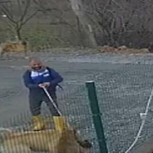 PITBUL JE NAPAO DŽINOVSKOG TURSKOG KANGALA: Usledila je KRVOLOČNA reakcija! (VIDEO)