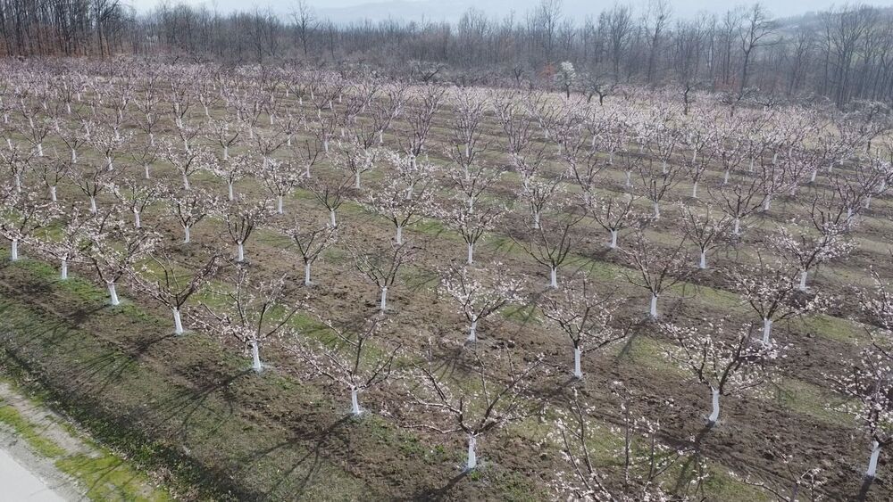 Voćari trpe velike gubitke zbog klimatskih promena