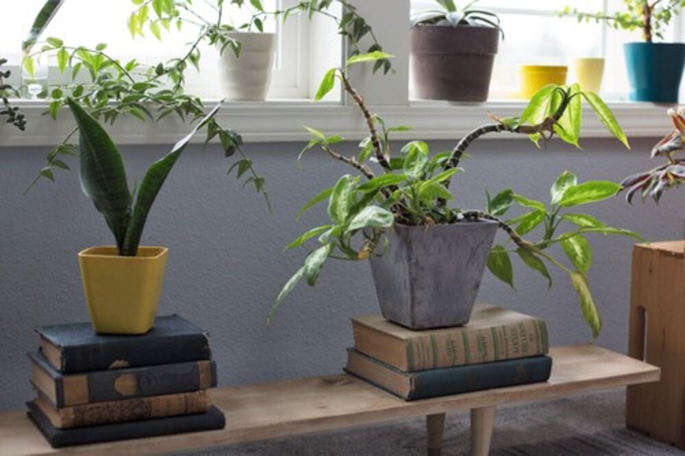 Svekrvin jezik, Biljke