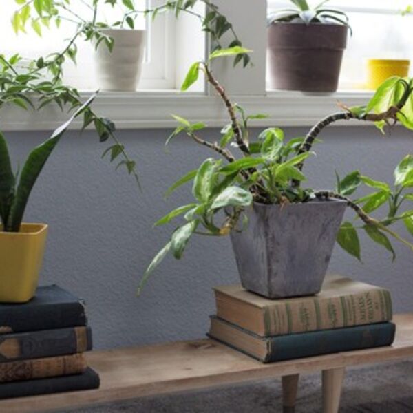 Uz minimalna ulaganja možete imati veliki profit! Ovaj posao postaje sve veći hit u Srbiji, zarada je vrhunska