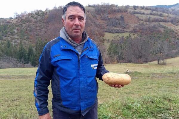 Zoran iz sela Kućani uzgajio džinovski krompir: Kad je izvagao nije verovao - neprskan, čudo prirode (FOTO)