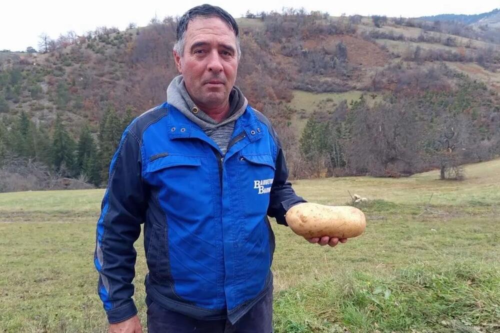 Zoran iz sela Kućani uzgajio džinovski krompir: Kad je izvagao nije verovao - neprskan, čudo prirode (FOTO)