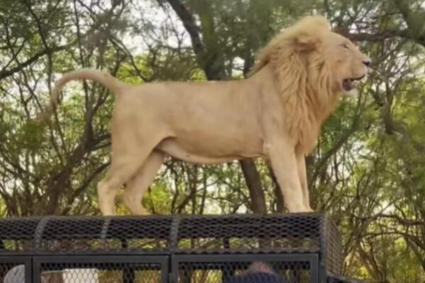 LAV SKOČIO NA KROV DŽIPA, PA... Ono što je usledilo niko nije očekivao, ljudi nisu imali gde da POBEGNU! (VIDEO)