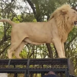 LAV SKOČIO NA KROV DŽIPA, PA... Ono što je usledilo niko nije očekivao, ljudi nisu imali gde da POBEGNU! (VIDEO)