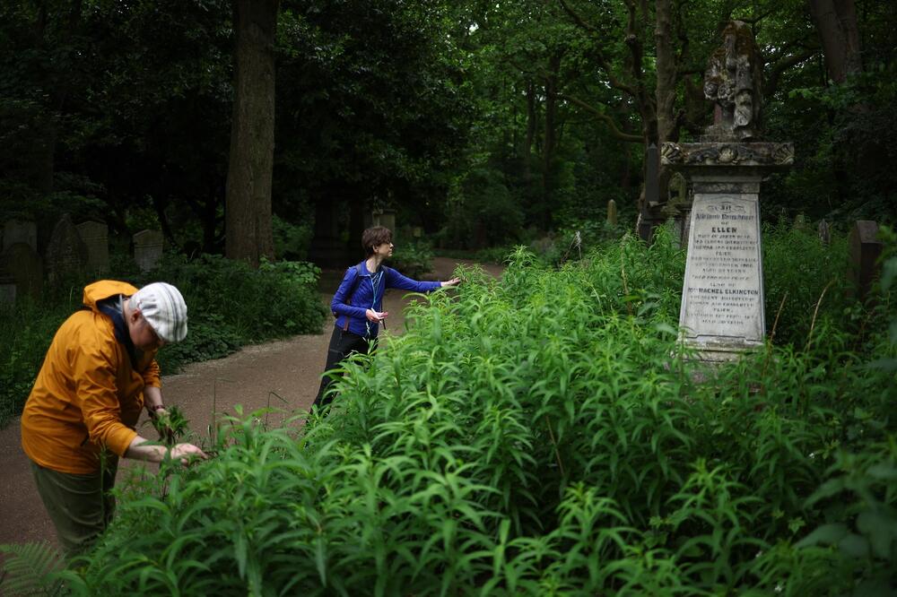 Najveća prednost joj je što brzo raste, a prodaje se kao luda: Uspeva u Srbiji, lako se održava, a zarada je masna!