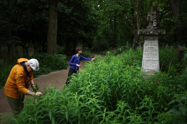 Ljudi se otimaju za ovu biljku, a retko ko je uzgaja: Od jedne ture može se zaraditi i do 25.000 evra!