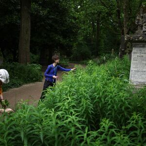 Najveća prednost joj je što brzo raste, a prodaje se kao luda: Uspeva u Srbiji, lako se održava, a zarada je masna!