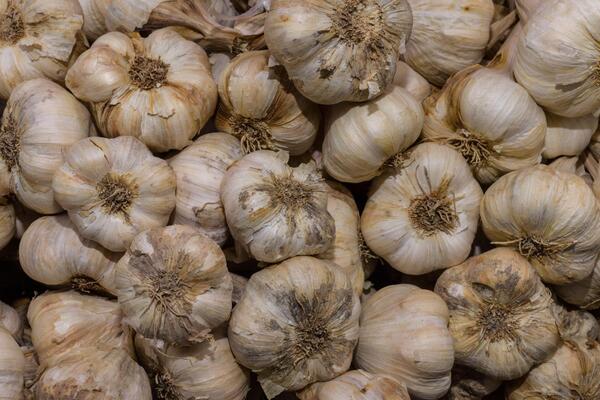 Ako svakog dana jedete beli luk, evo šta će se dogoditi s vašim telom! Jedna stvar je šokirala lekare, ovo je čudo!