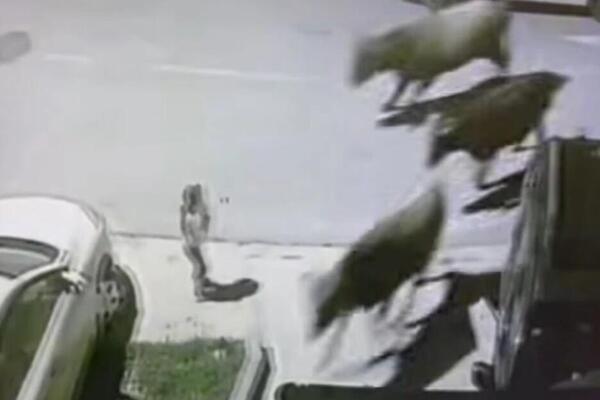 PODIVLJALE KRAVE JURILE PRAVO NA DEVOJČICU NASRED ULICE, A ONDA... Šok prizor iz Tivta, ljudi gledaju i ne trepću!