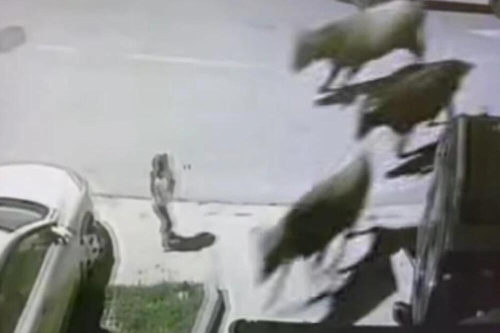 PODIVLJALE KRAVE JURILE PRAVO NA DEVOJČICU NASRED ULICE, A ONDA... Šok prizor iz Tivta, ljudi gledaju i ne trepću!