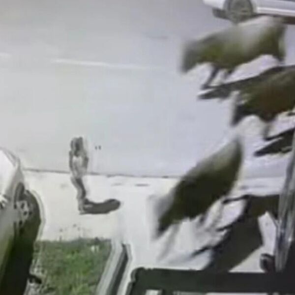 PODIVLJALE KRAVE JURILE PRAVO NA DEVOJČICU NASRED ULICE, A ONDA... Šok prizor iz Tivta, ljudi gledaju i ne trepću!