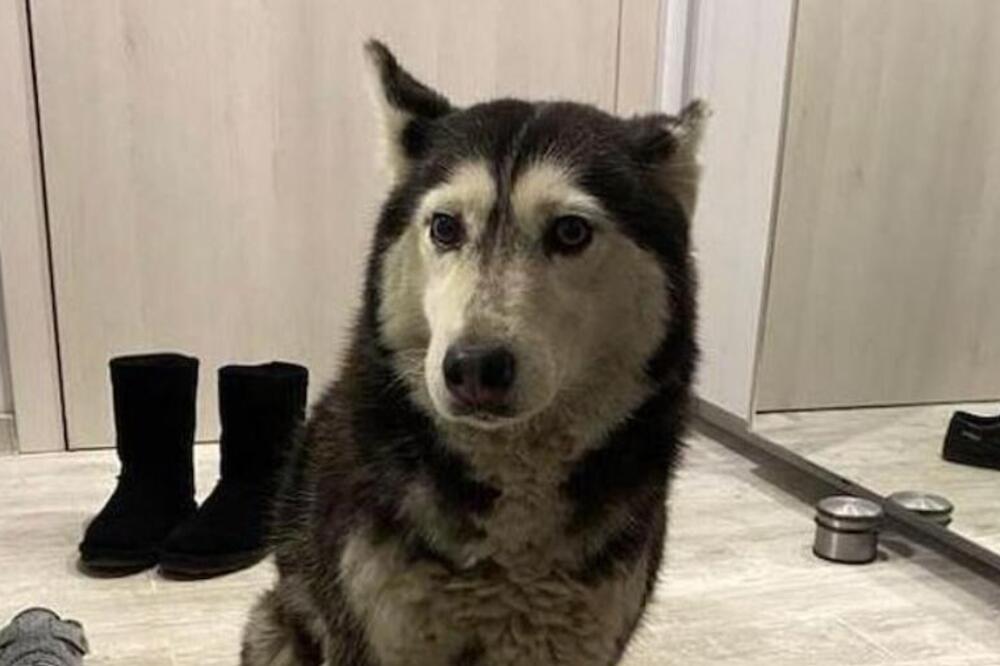 Nenad pregazio kuče, video jadnu životinju ispod guma - pa prešao preko nje! Građani besni, traže smenu lekara