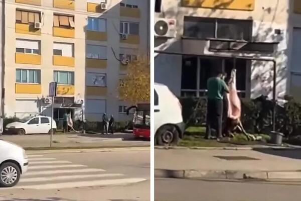 Usred Niša izneli svinju i stranžiraju je pred svima; Ljudi prolaze i krste se i levom i desnom (VIDEO)
