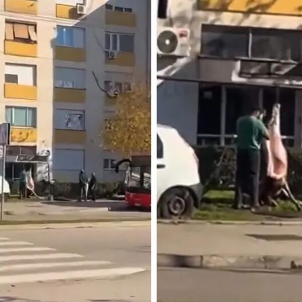 Usred Niša izneli svinju i stranžiraju je pred svima; Ljudi prolaze i krste se i levom i desnom (VIDEO)