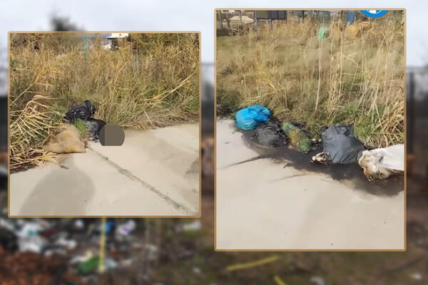 LEŠEVI ŽIVOTINJA BAČENI KRAJ PUTA, LJUDI ZGROŽENI PRIZOROM! Pojavio se uznemirujući snimak: "Ovo treba kažnjavati!"