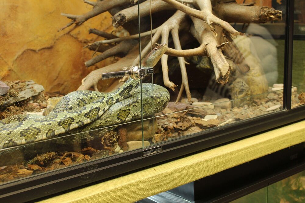 terarijum, Zmija, Zmije